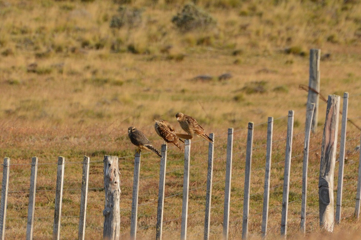 Aplomado Falcon - ML623361984