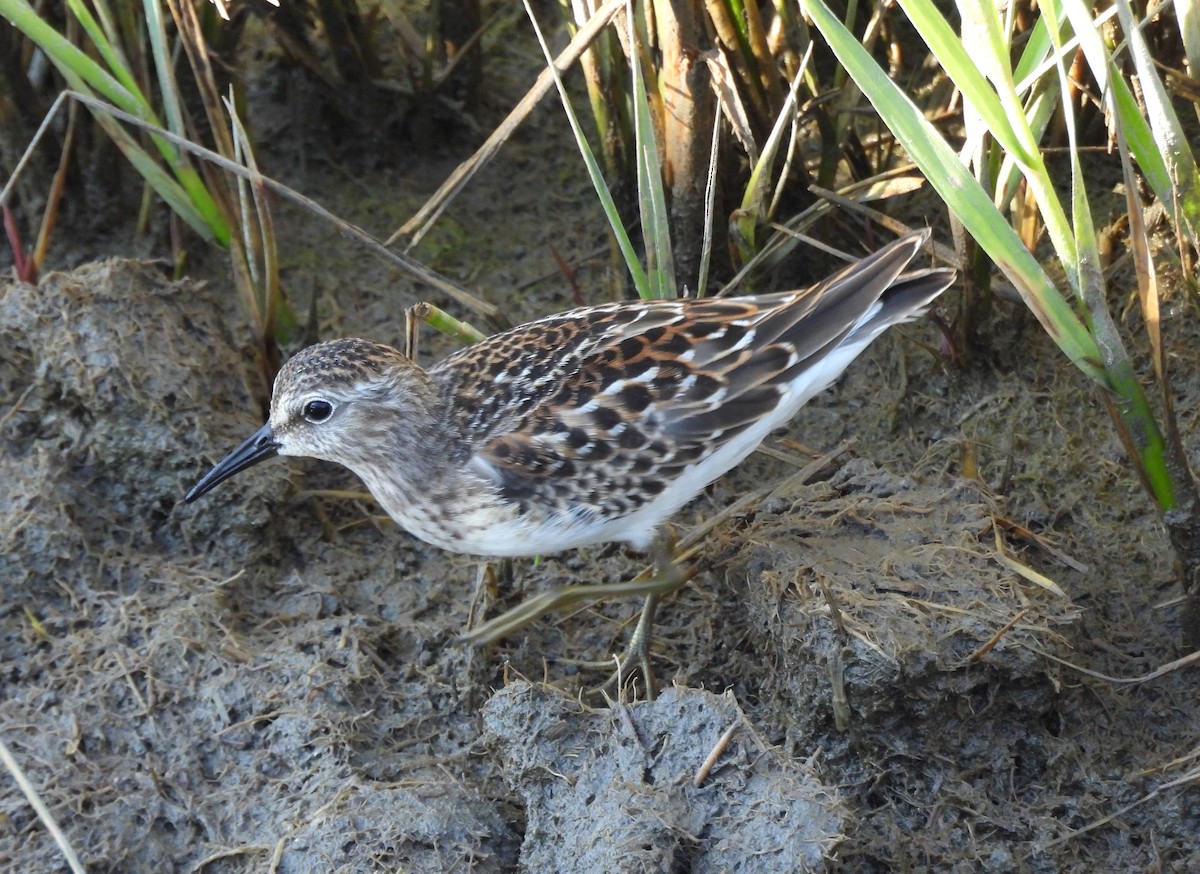 Least Sandpiper - ML623362005