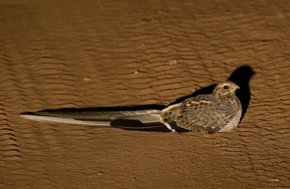 Pennant-winged Nightjar - ML623362007