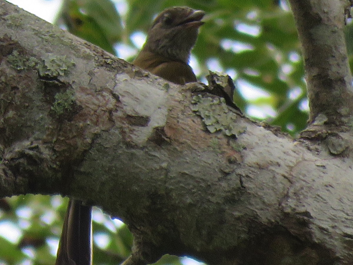 Scaly-throated Honeyguide - Beniamino Tuliozi