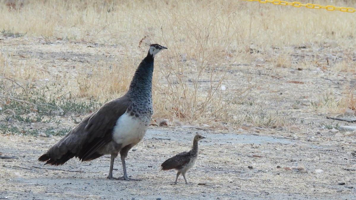 Pfau (domestiziert) - ML623362079