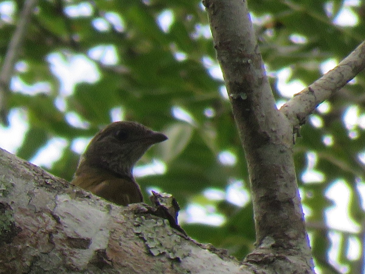 Scaly-throated Honeyguide - ML623362091