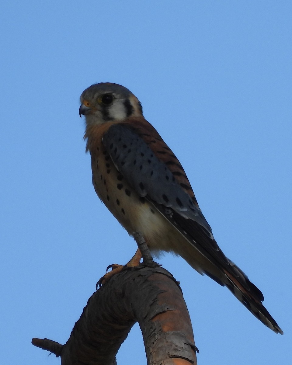 American Kestrel - ML623362093