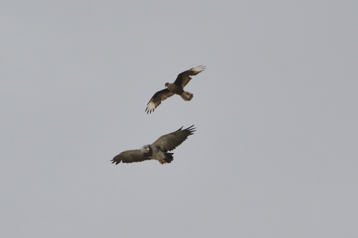 Black-chested Buzzard-Eagle - ML623362099