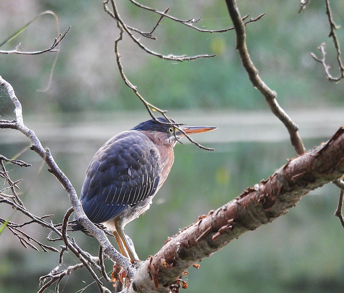 Green Heron - ML623362111