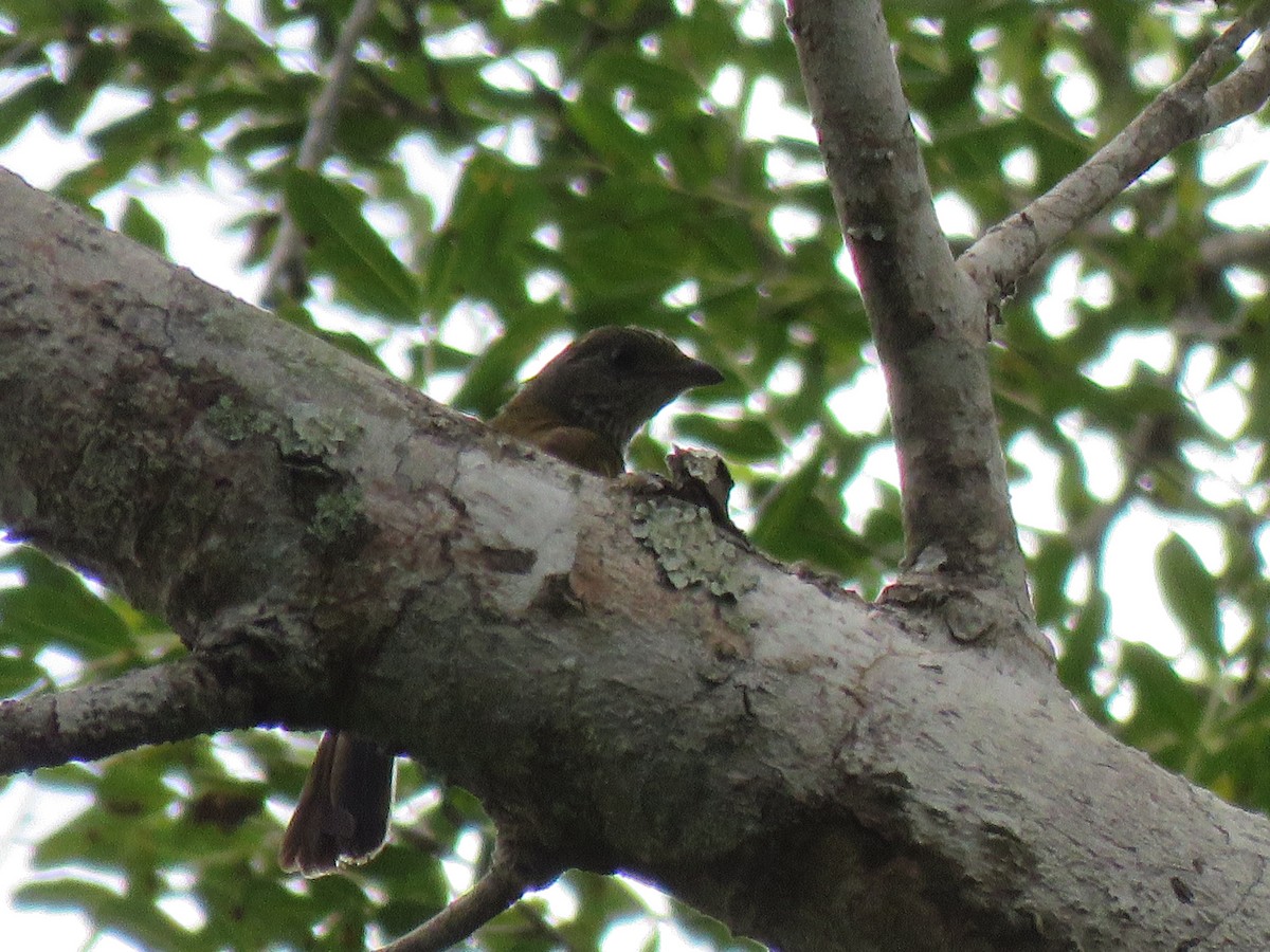 Scaly-throated Honeyguide - ML623362117