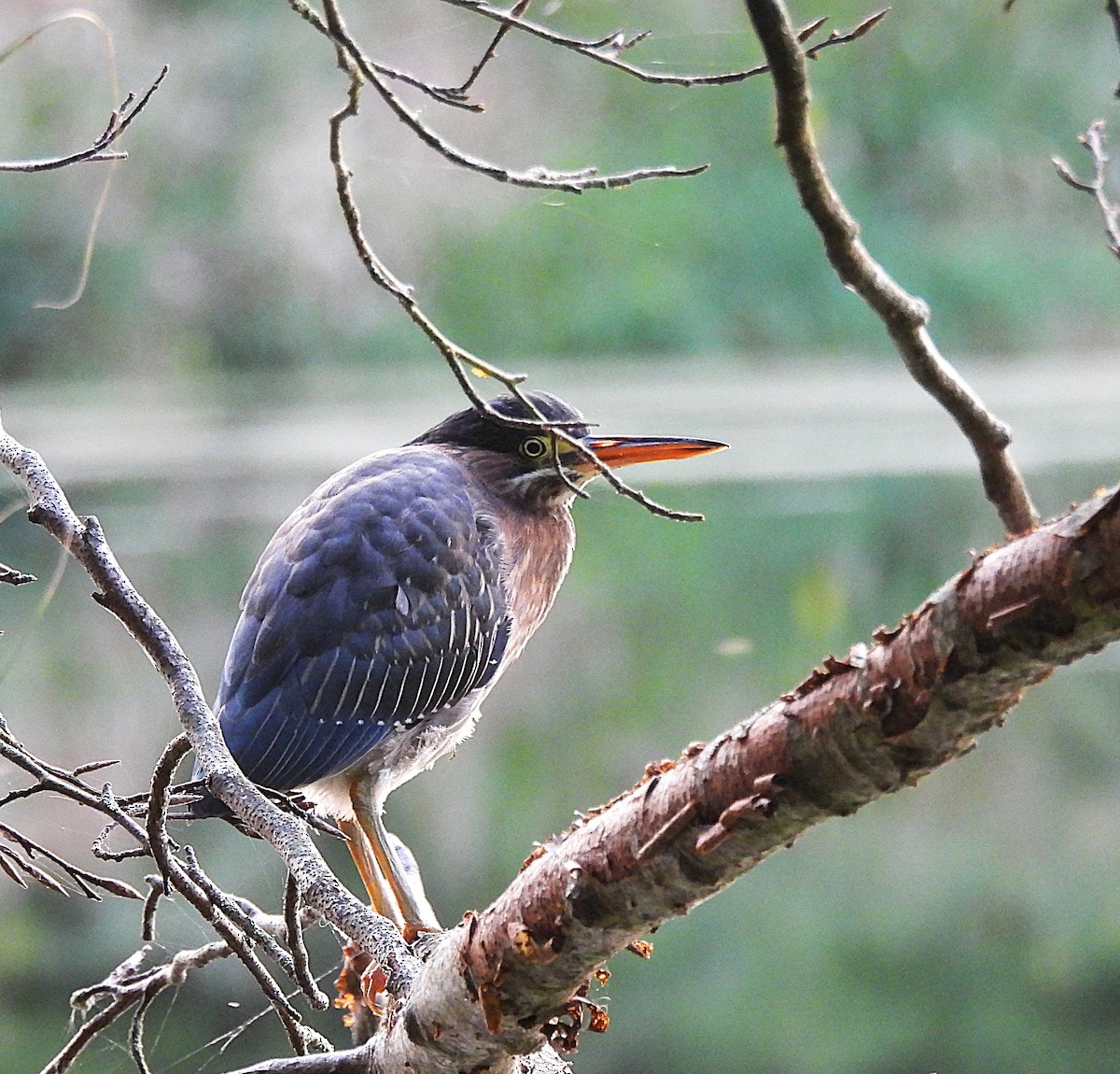 Green Heron - ML623362124