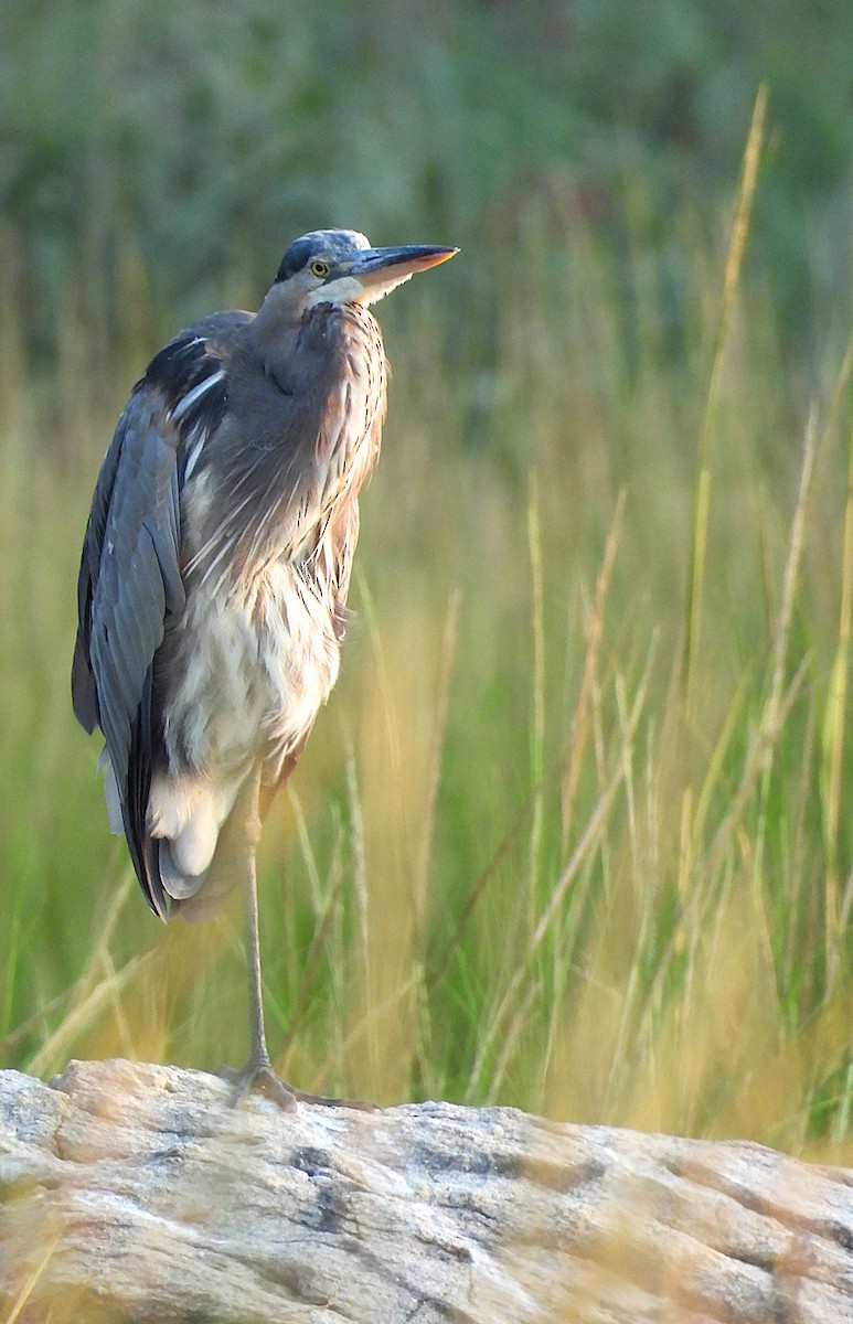 Great Blue Heron - ML623362159