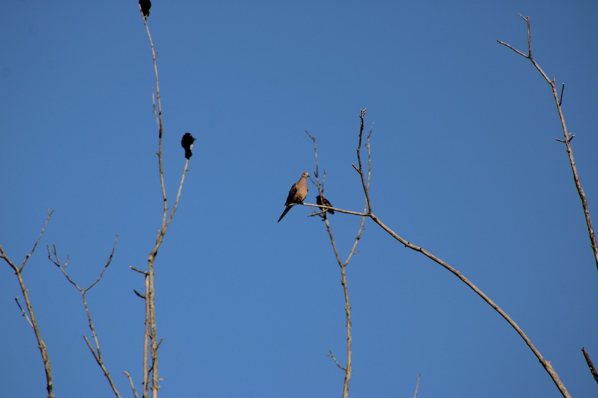 Mourning Dove - ML623362160