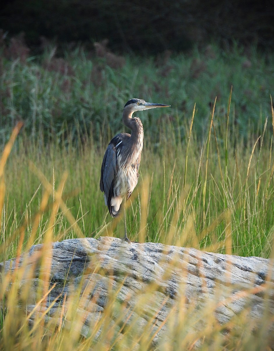 Great Blue Heron - ML623362168