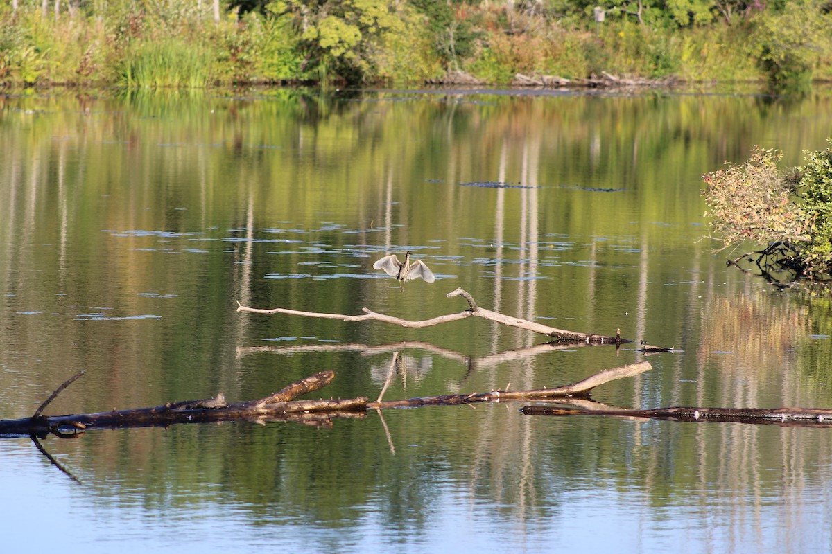 Green Heron - ML623362170