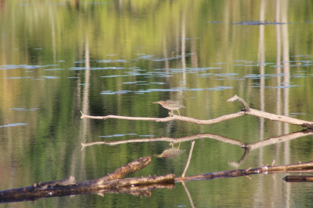 Green Heron - ML623362171