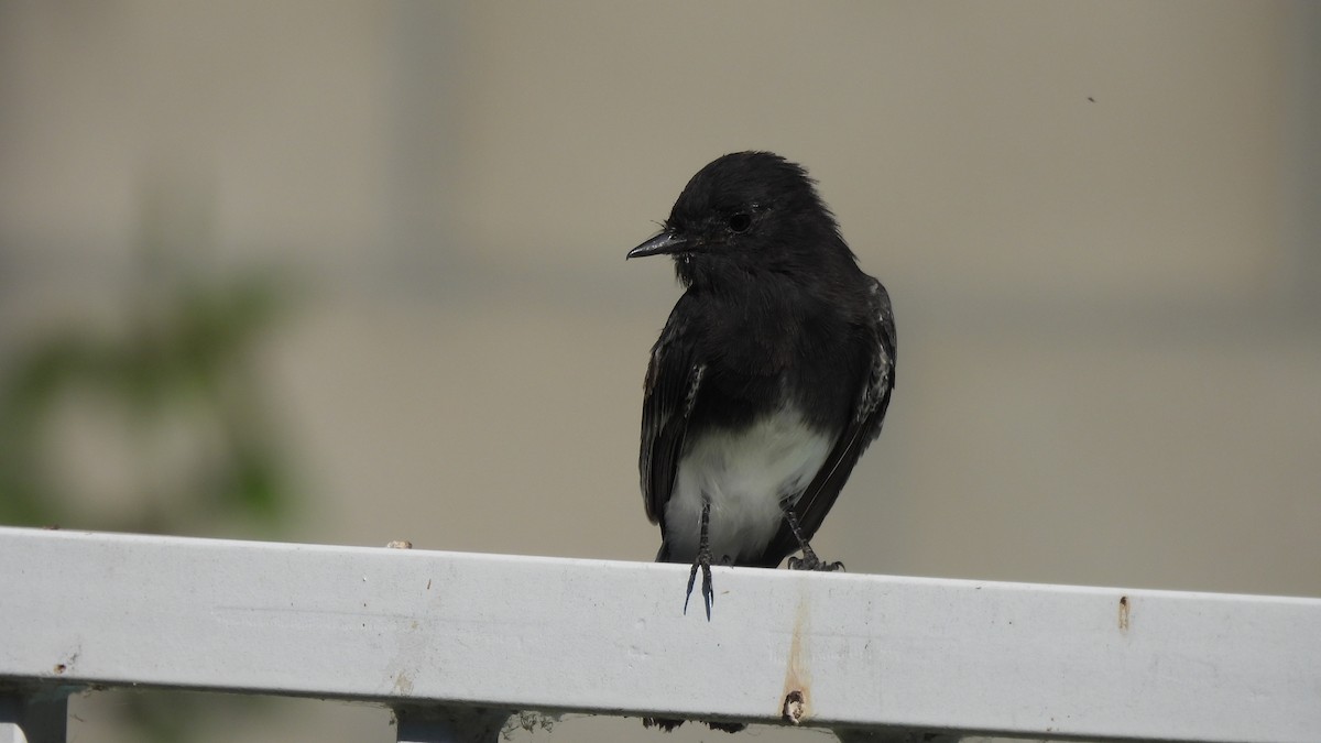 Black Phoebe - ML623362173