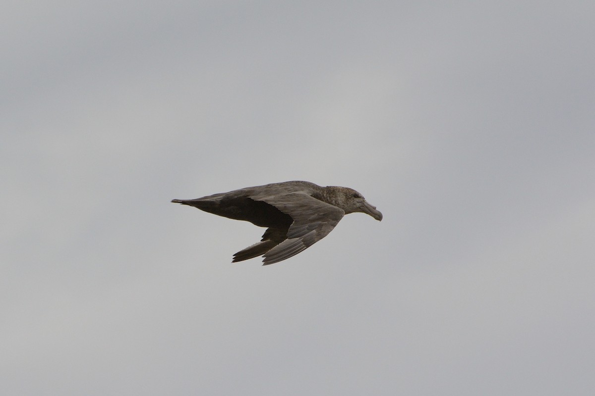 Southern Giant-Petrel - ML623362207