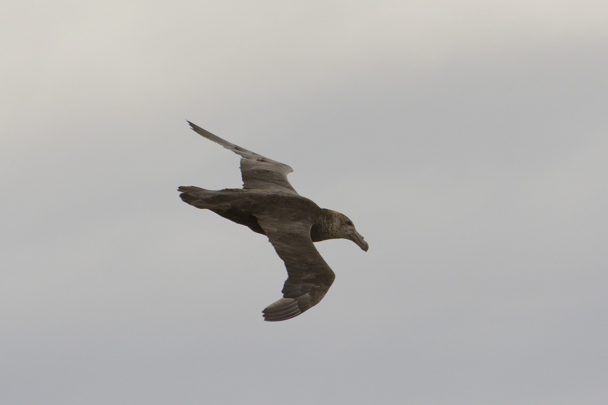 Southern Giant-Petrel - ML623362208