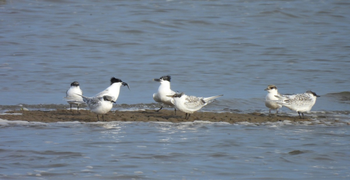 Sandwich Tern - Toby Phelps