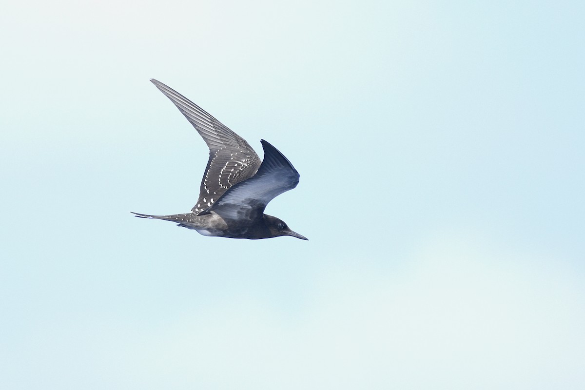 Sooty Tern - ML623362257