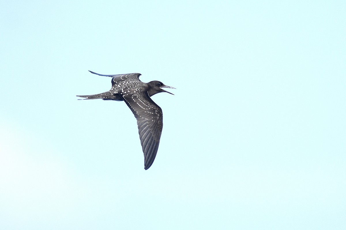 Sooty Tern - ML623362258