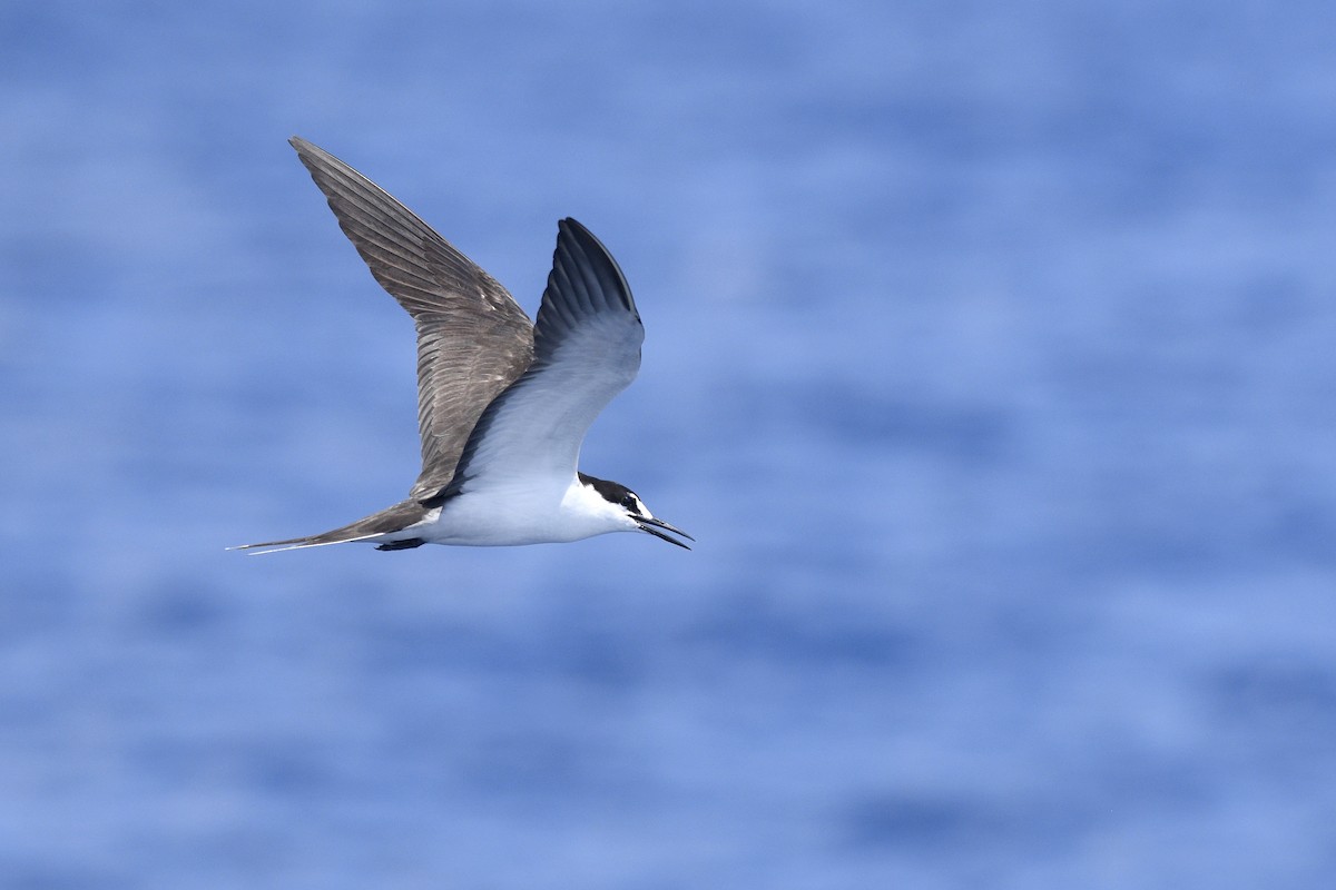 Sooty Tern - ML623362263