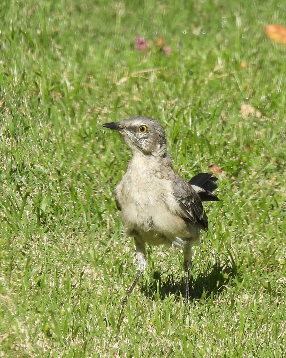 Northern Mockingbird - ML623362271