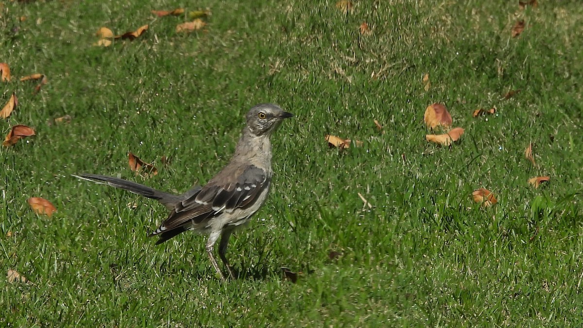 Northern Mockingbird - ML623362272