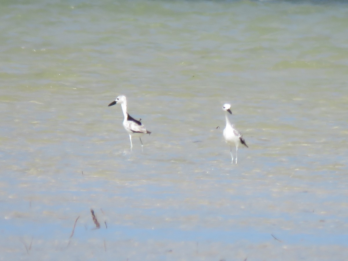 Crab-Plover - ML623362550