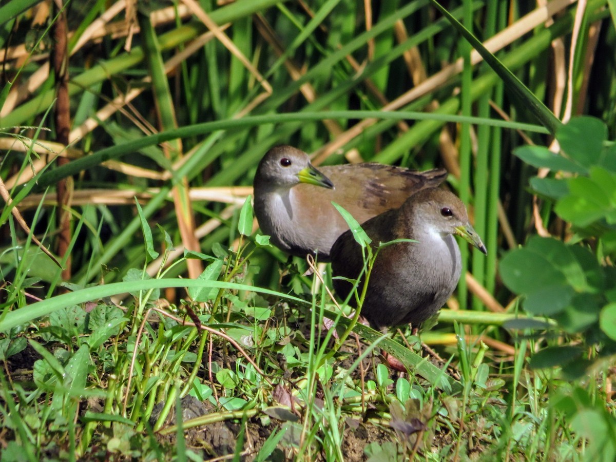 Brown Crake - ML623362558