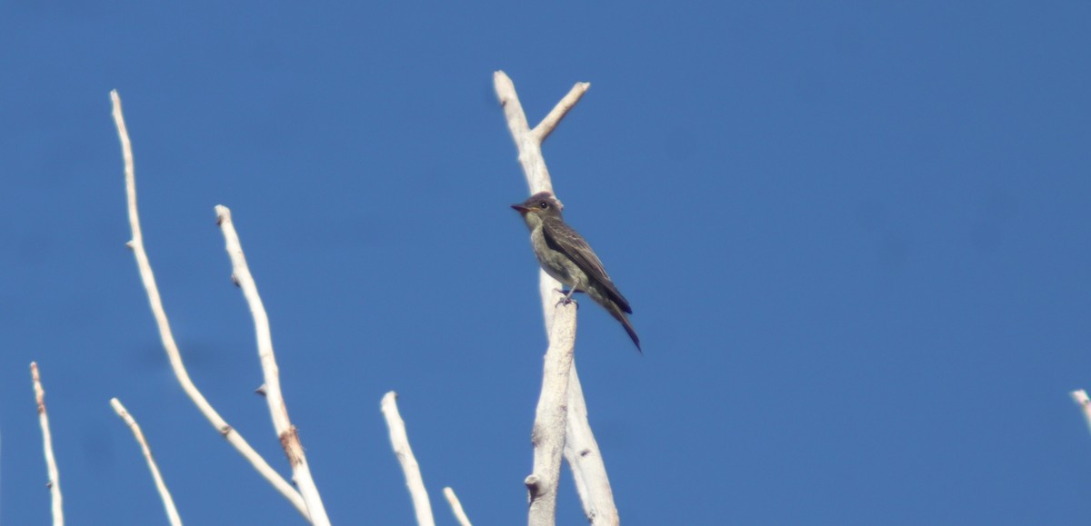 Olive-sided Flycatcher - ML623362594