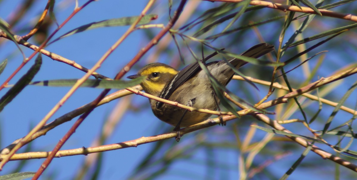 Townsend's Warbler - ML623362624