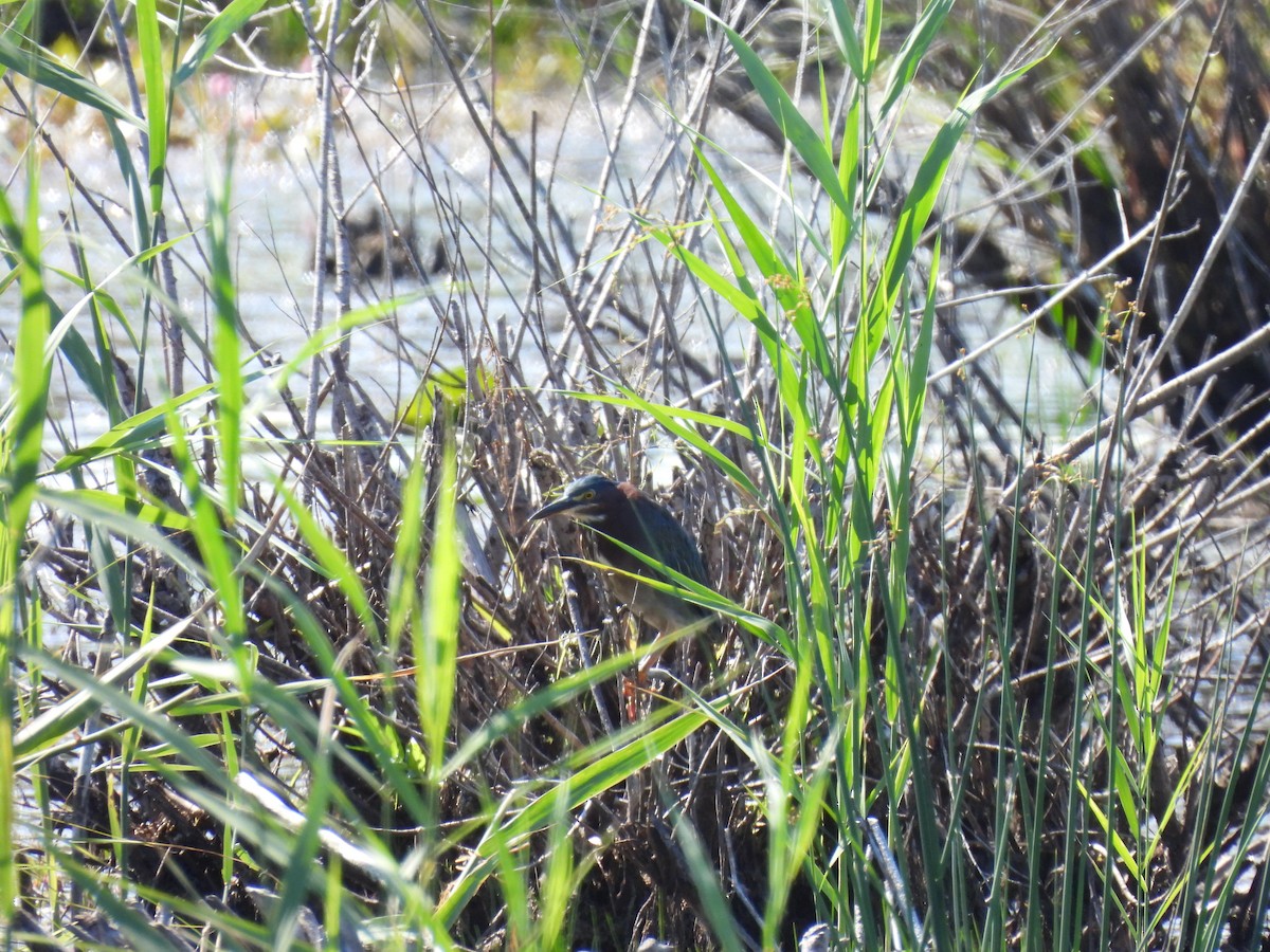 Green Heron - ML623362630