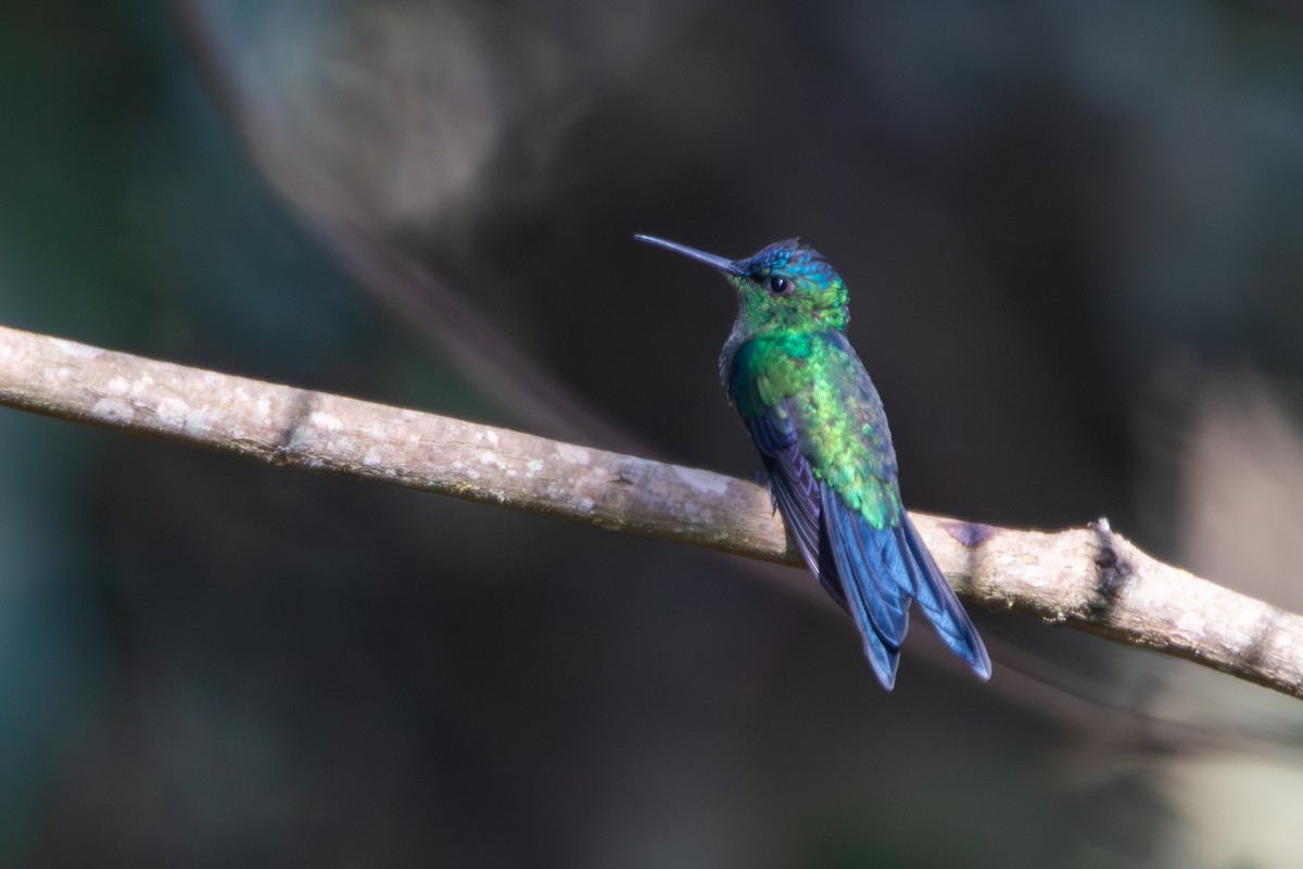 Violet-capped Woodnymph - Zé Edu Camargo