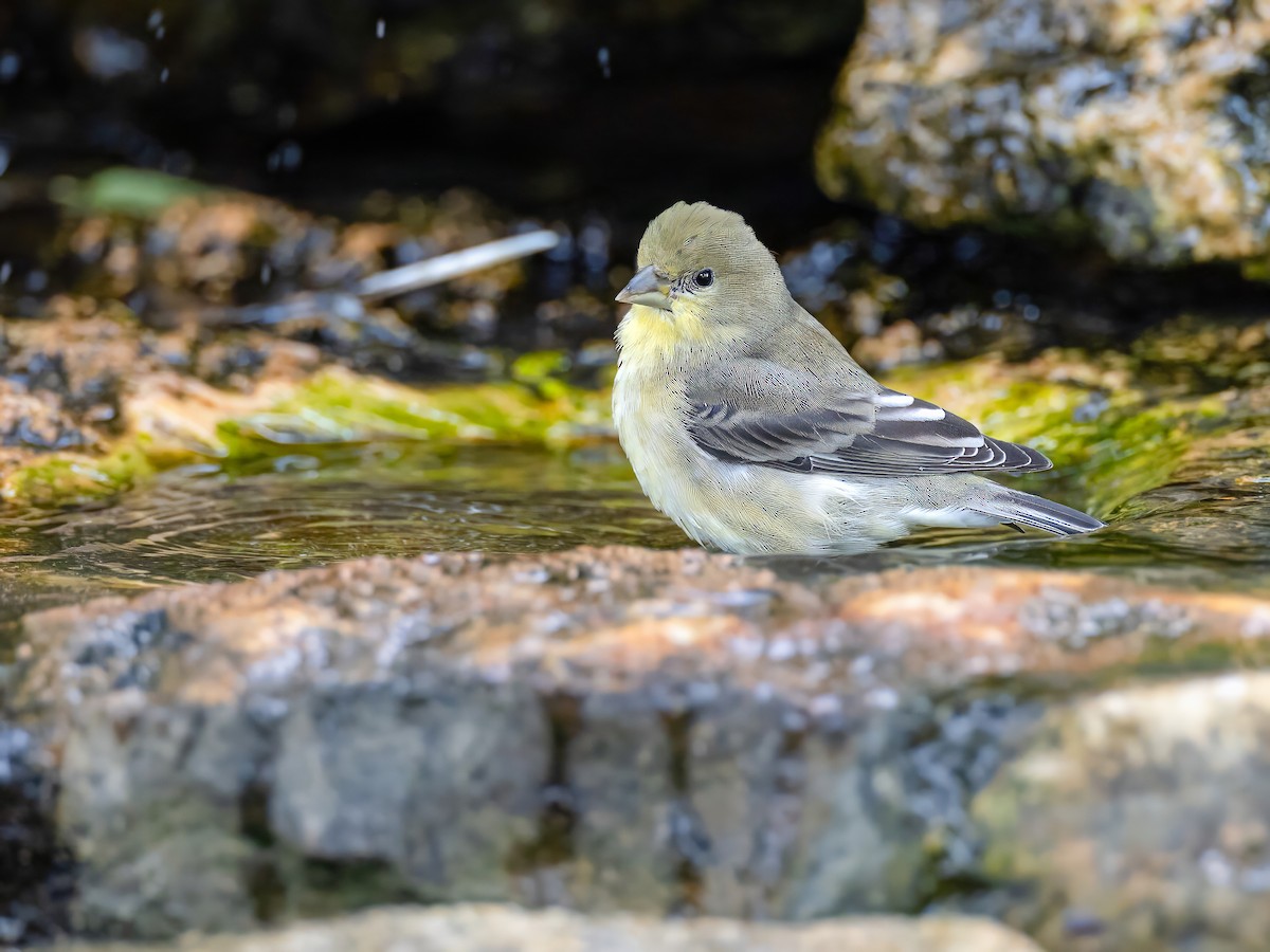 Lesser Goldfinch - ML623362643