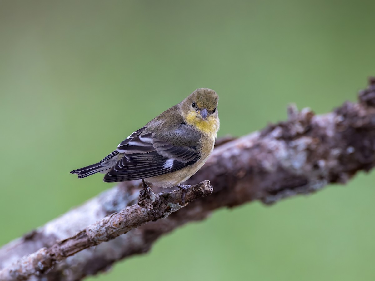 Lesser Goldfinch - ML623362644