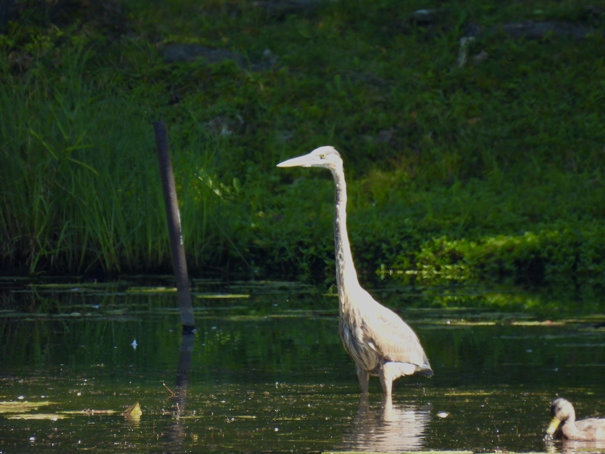 Great Blue Heron - ML623362678