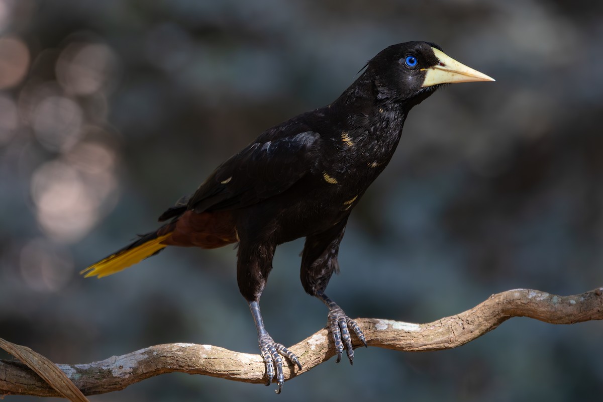 Crested Oropendola - Zé Edu Camargo