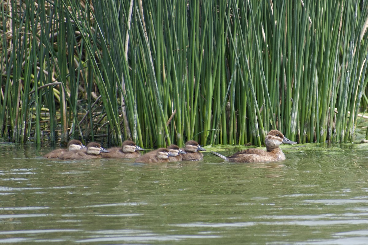 Ruddy Duck - ML623362773