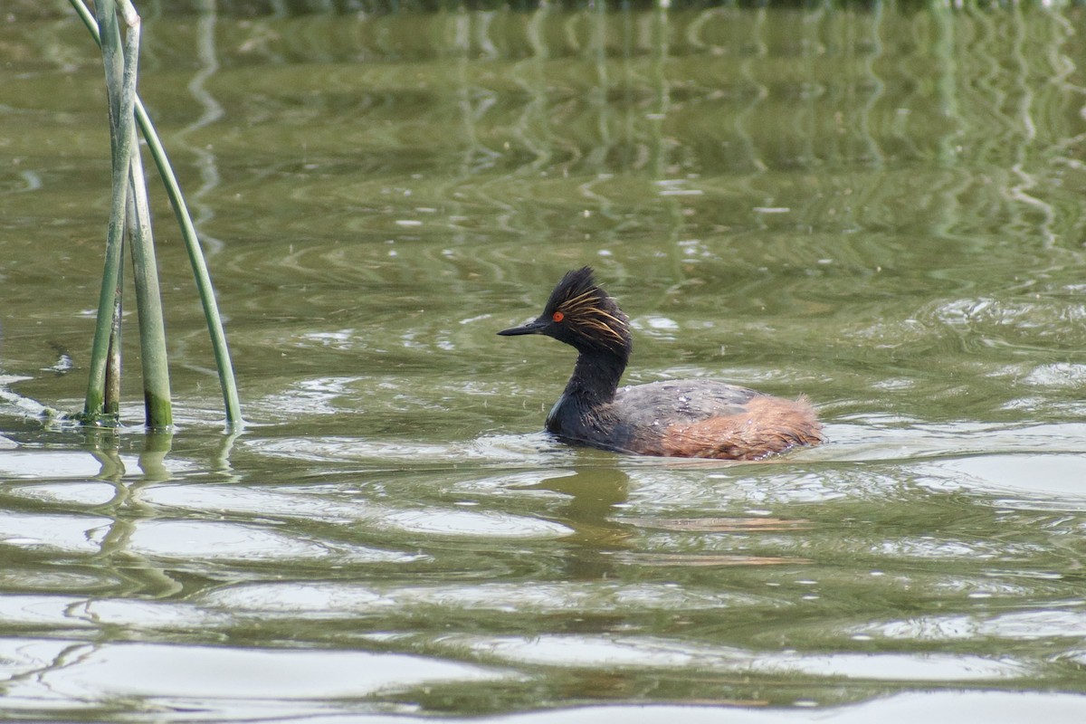 Eared Grebe - ML623362790