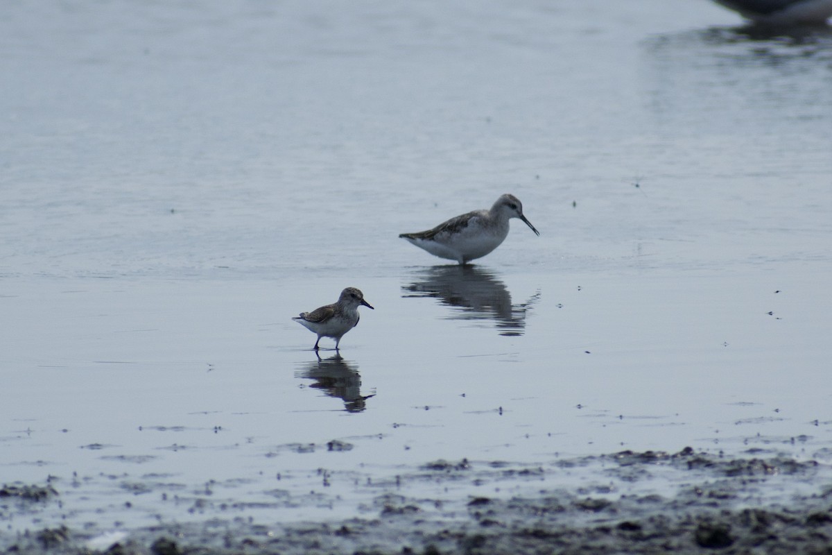 Wilson's Phalarope - ML623362925