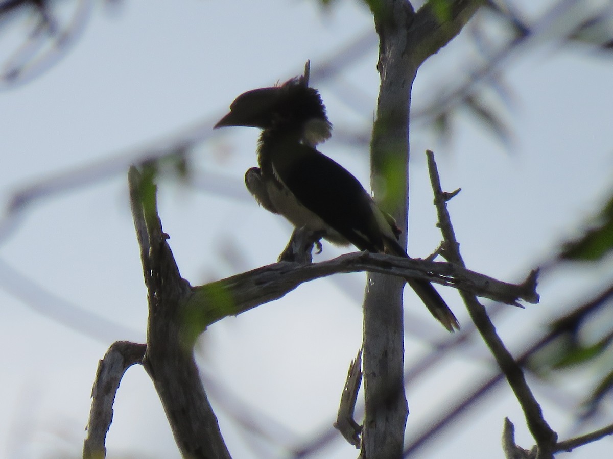 Trumpeter Hornbill - ML623362930