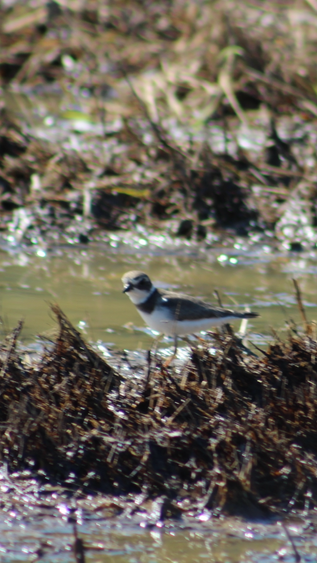 Semipalmated Plover - Bro Co.