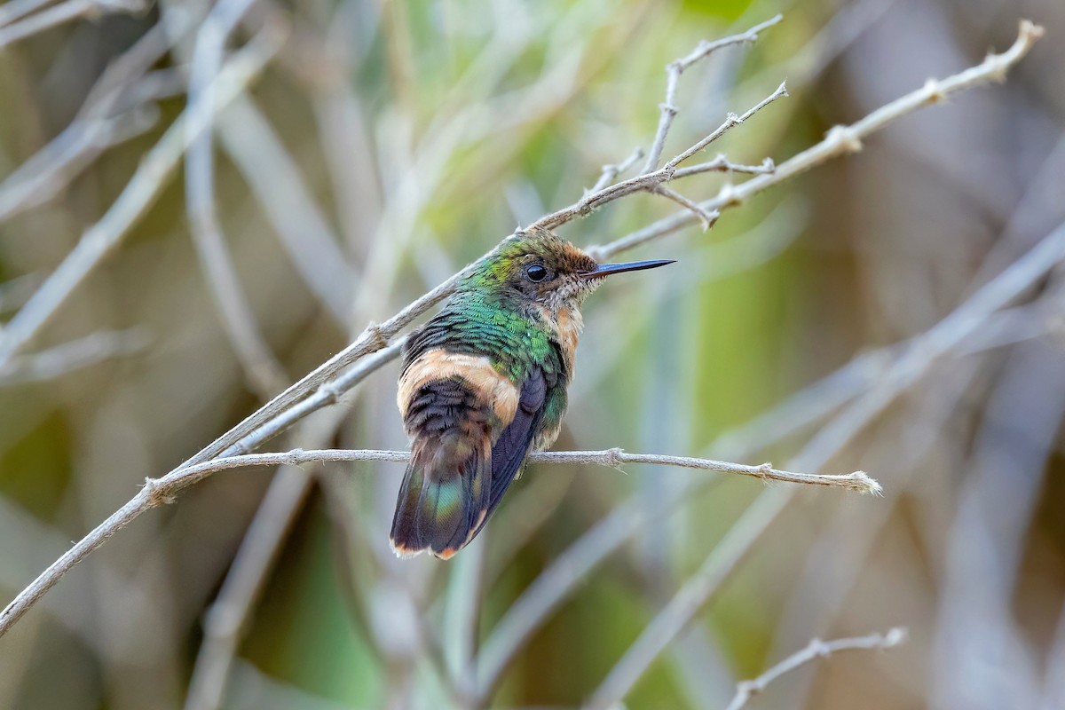 Tufted Coquette - ML623362974