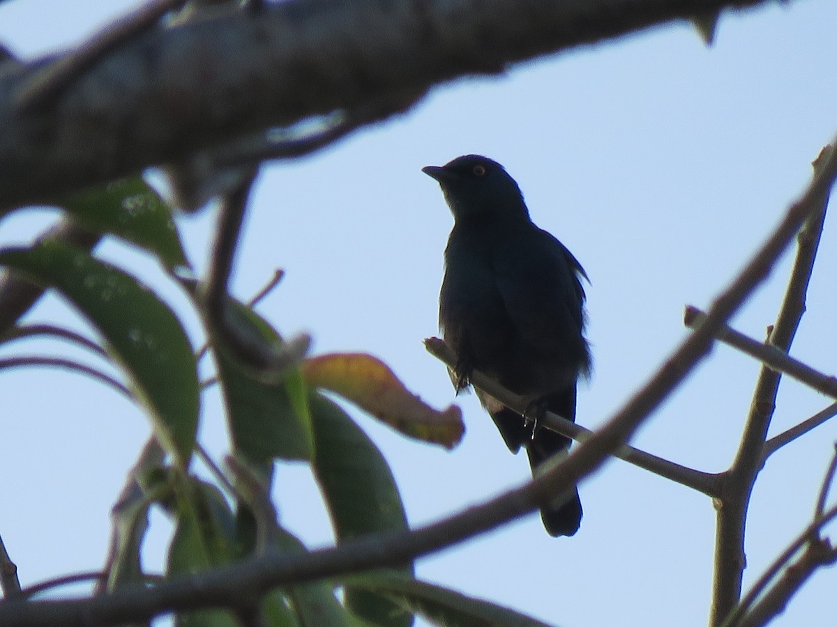 Black-bellied Starling - ML623362987