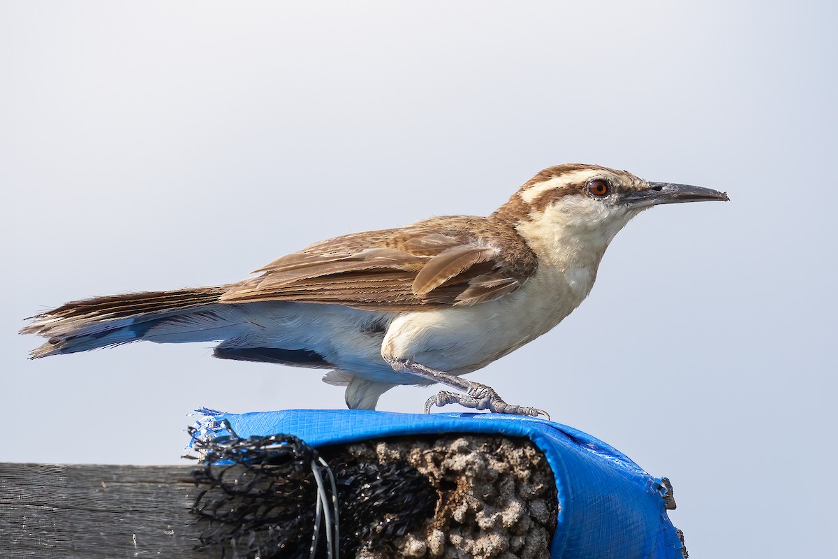 Bicolored Wren - ML623362988