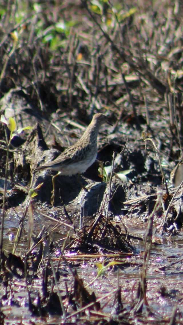 Pectoral Sandpiper - Bro Co.