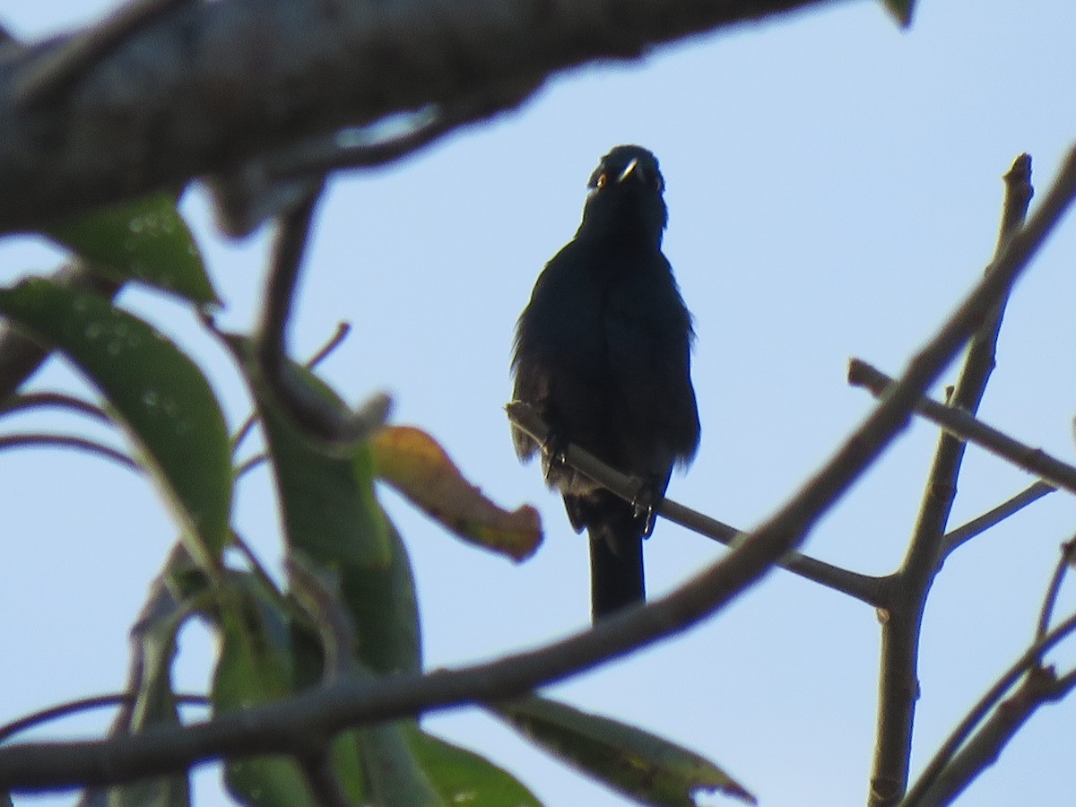 Black-bellied Starling - ML623362992