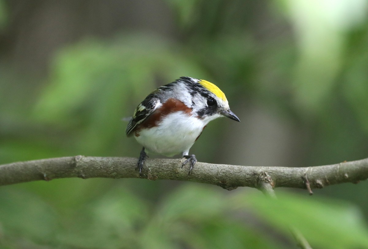 Chestnut-sided Warbler - "Chia" Cory Chiappone ⚡️