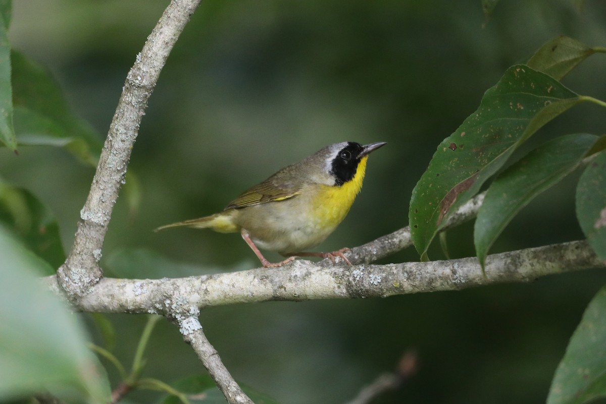 Common Yellowthroat - "Chia" Cory Chiappone ⚡️