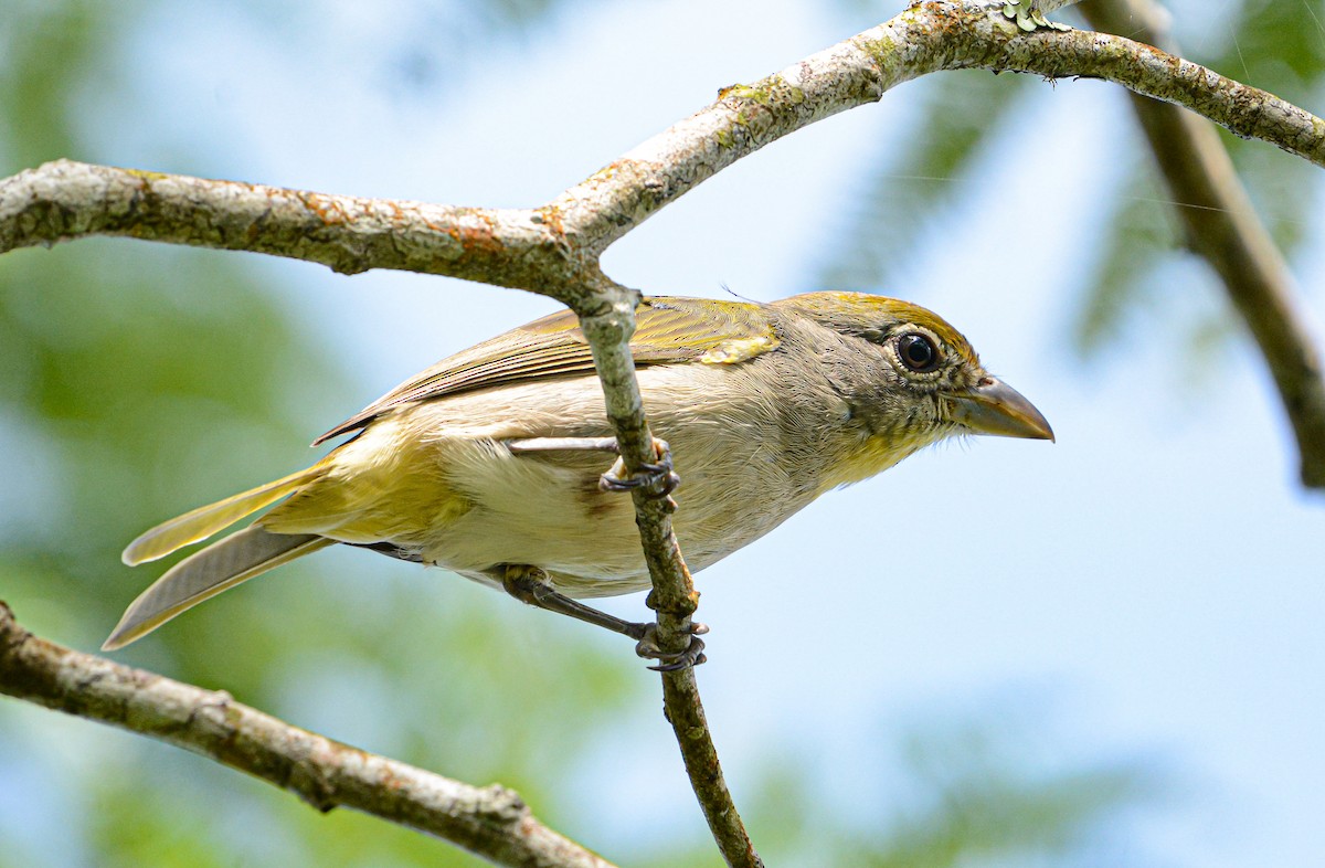 Rose-throated Tanager - ML623363068