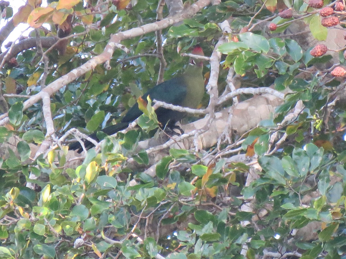 Fischer's Turaco - ML623363097