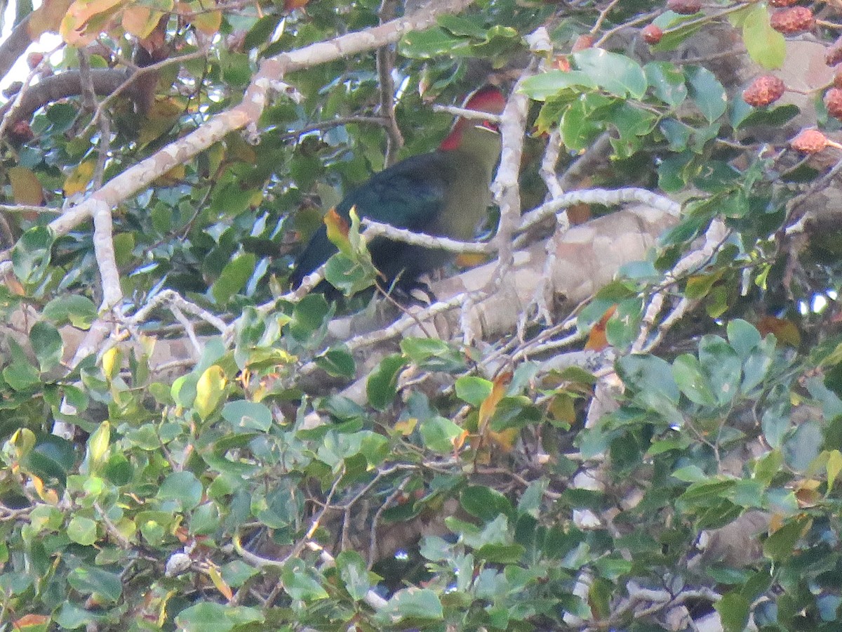 Fischer's Turaco - ML623363107